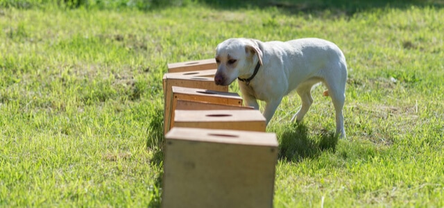 Hund neben Spielboxen