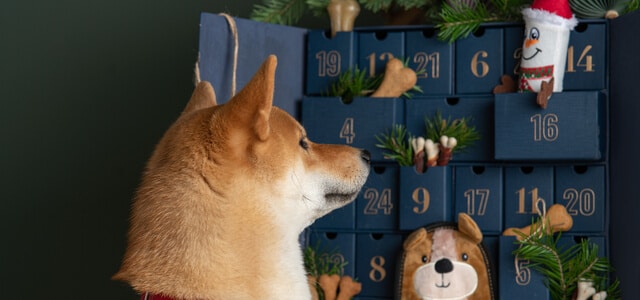 Shiba neben selbstgemachten Spielzeug