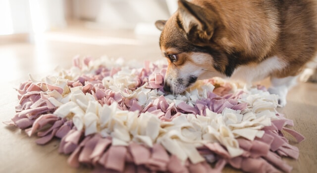 Hund spielt mit selbstgemachten Hundespielzeug