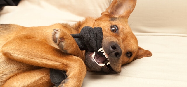 Hund spielt mit Sockenspielzeug