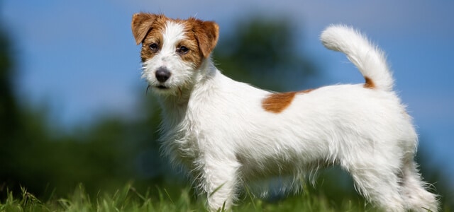 Jack Russel Terrier im Freien