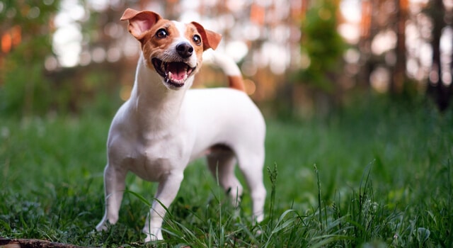 Jack Russel Terrier auf Wiese