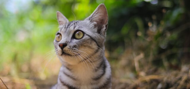 Katze mit gelben Augen