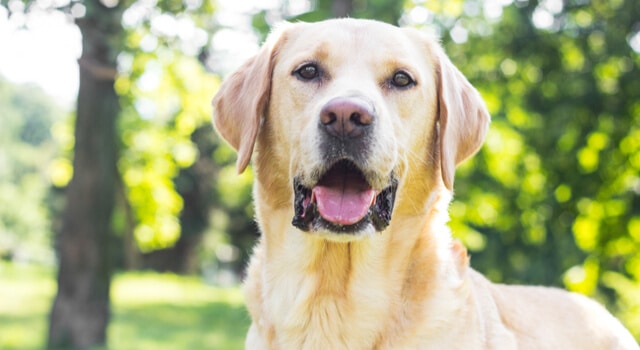 Nahaufnahme eines Labradors