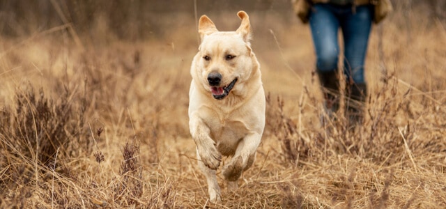 Aktiver Labrador