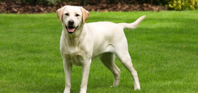 Labrador auf einer Wiese