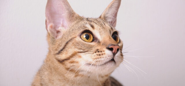 Nahaufnahme Ocicat