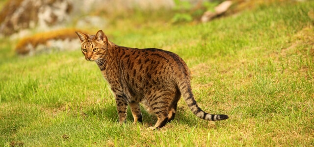 Ocicat auf einer Wiese