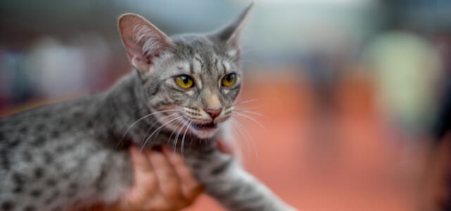 Silberne Ocicat