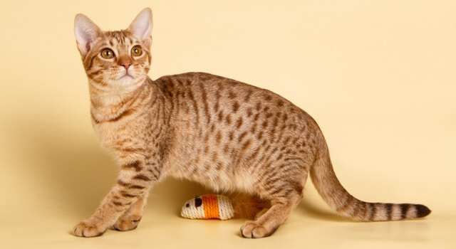 Goldene Ocicat