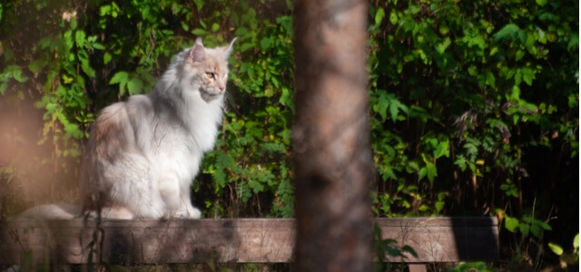 Ragamuffin im freien