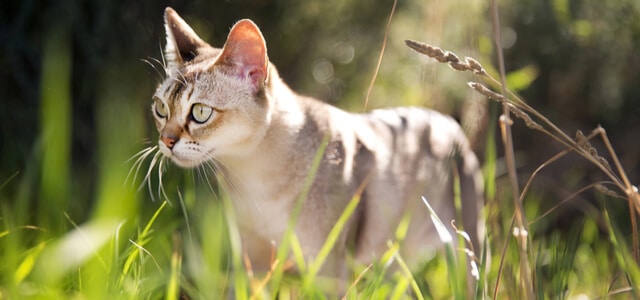 Singapura Katze im Freien