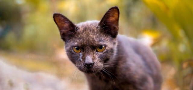 Katze mit tränenden Augen