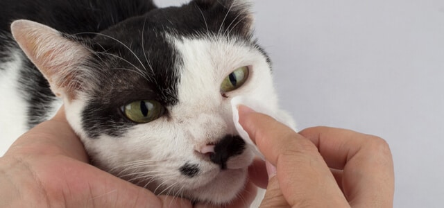 Katzenaugen werden gereinigt