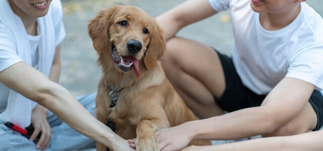 Golden Retriever Welpe mit Familie