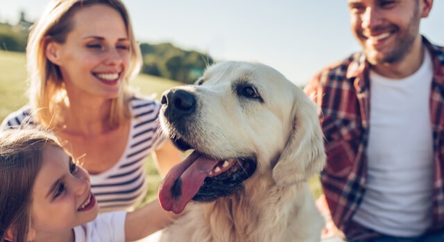 Golden Retriever mit Familie