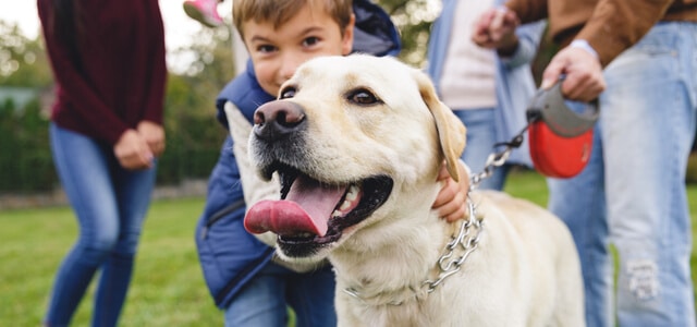 Labrador Retriever mit Familie