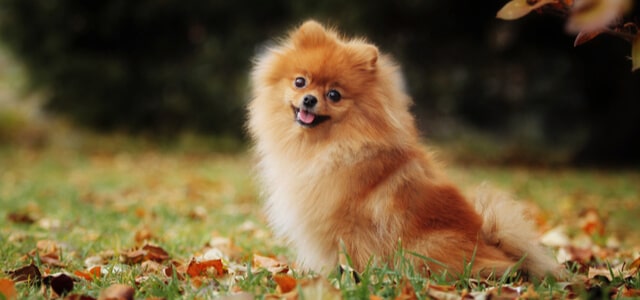 Pomeranian Zwergspitz auf einer Wiese