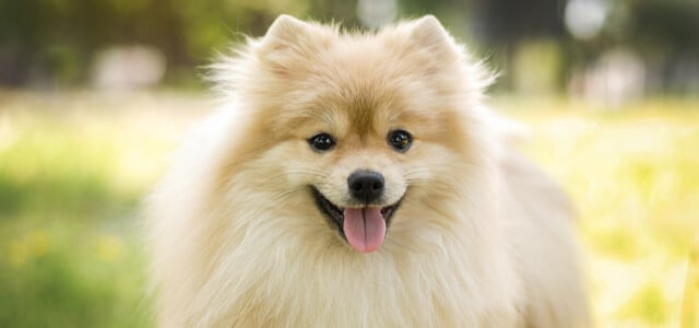 Blonder Pomeranian Zwergspitz schaut in Camera