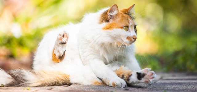 Türkish Van Katze im freien