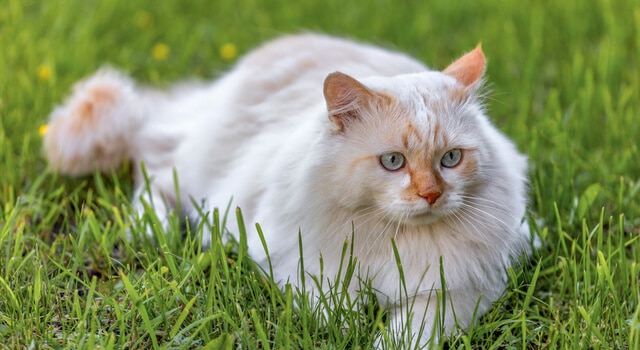 Türkish Van Katze auf Wiese