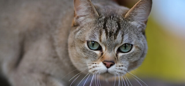 Burmilla Katze blickt in die Kamera