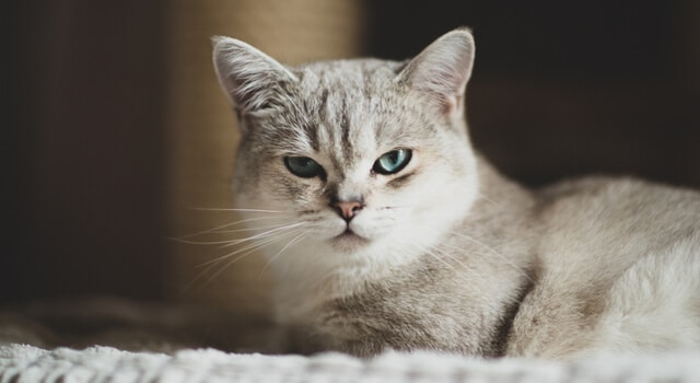 Nahaufnahme einer Burmilla Katze