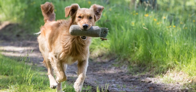 Golden Retriever beim Dummytraining