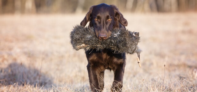 brown flat coated retriever beim Dummytraining