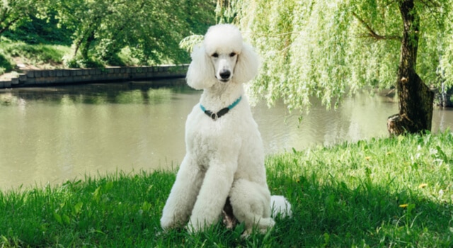 Weißer Pudel sitzt vor einem Teich