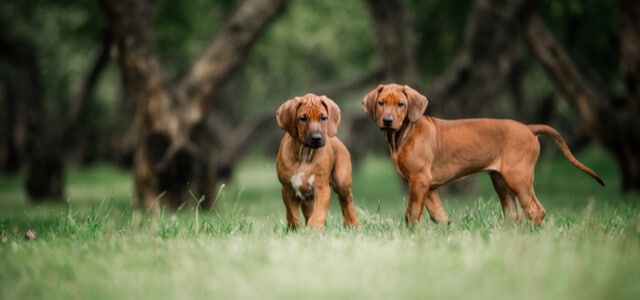 Zwei Rhodesian Ridgeback Welpen