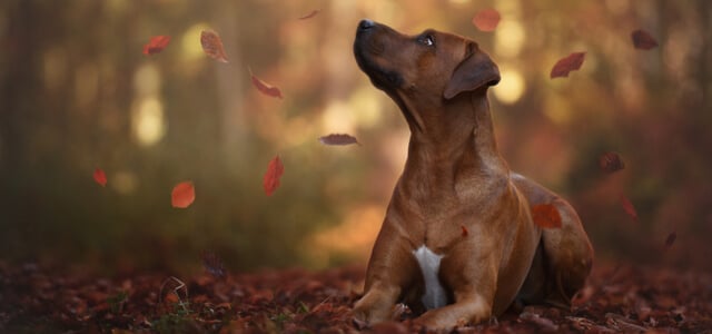 Rhodesian Ridgeback im Wald