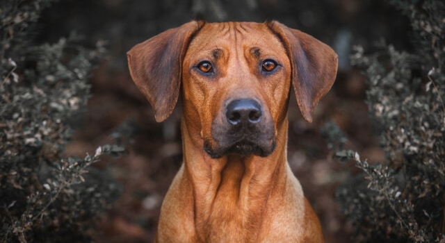 Rhodesian Ridgeback blickt in die Kamera