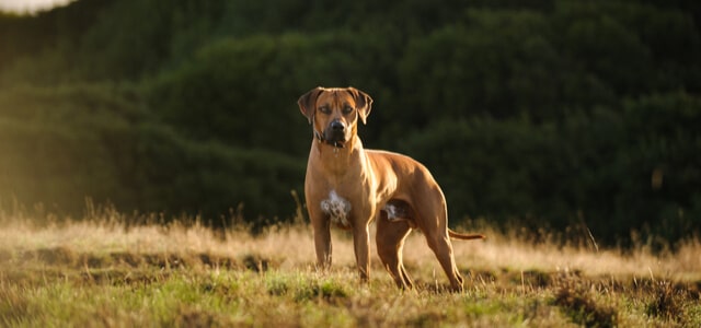 Rhodesian Ridgeback auf einem Feld