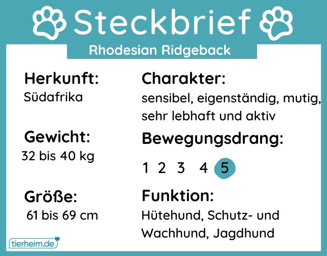 Steckbrief Rhodesian Ridgeback