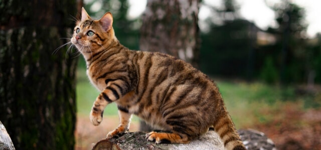 Toyger Katze beim Klettern