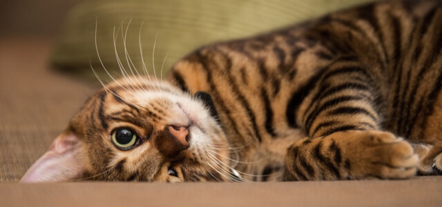 Toyger Katze liegt