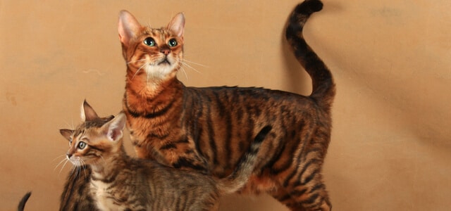 Toyger Katzen Mutter mit Nachwuchs