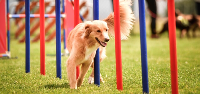 Nova Scotia Duck Tolling Retriever beim Agility training