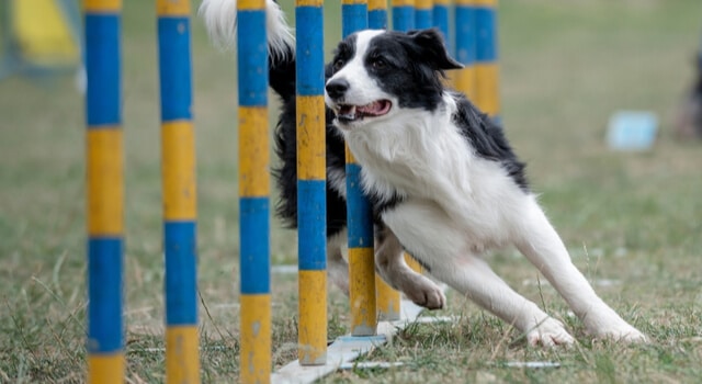 Boeder Collie beim Agility