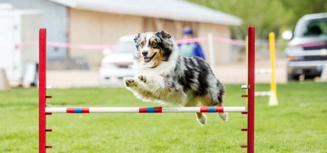 Australian Shepherd springt über Hindernis beim Agility