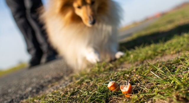 Sheltie Hund schaut auf Giftköder