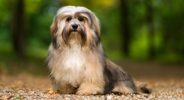 Brauner Havaneser Hund blickt in die Kamera