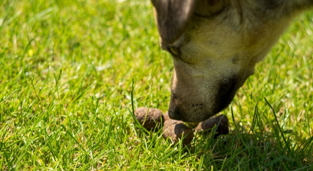 Hund frisst Kot von der Wiese