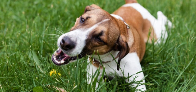 Jack Russel Terrier frisst auf der Wiese