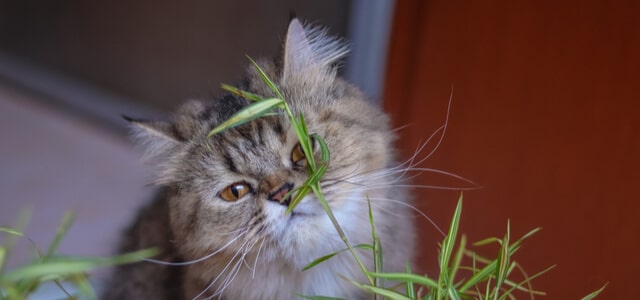 Perserkatze schnüffelt an Pflanze