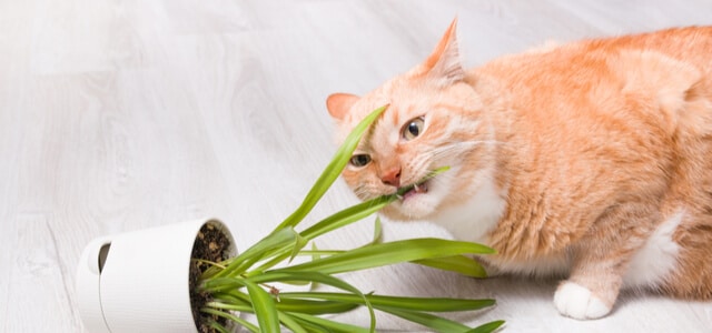 Orangene Katze frisst Katzengras