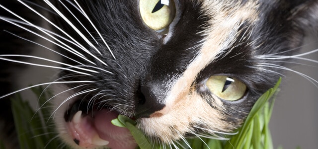 Nahaufnahme von Katze die Grass frisst