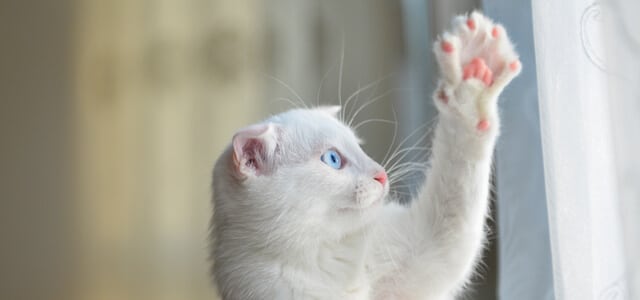 Weiße Katze Streckt ihre Pfote aus