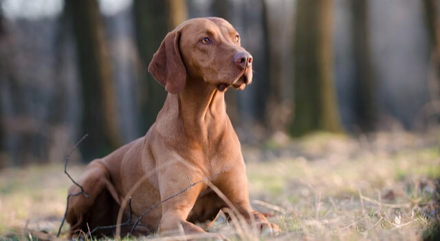 Magyar Vizsla liegt auf wiese